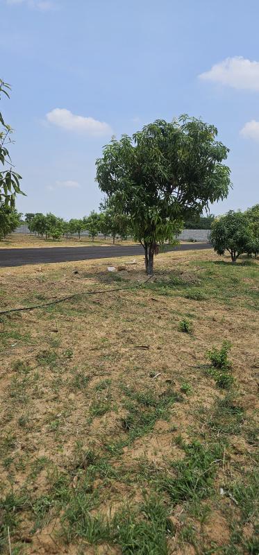  Agricultural Land 363 Sq. Yards for Sale in Rudraram, Hyderabad