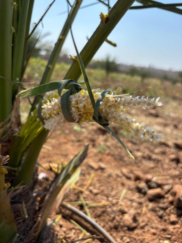  Agricultural Land for Sale in Narayankhed, Sangareddy