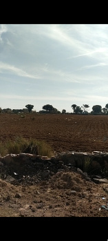  Agricultural Land for Sale in Sri Madhopur, Sikar