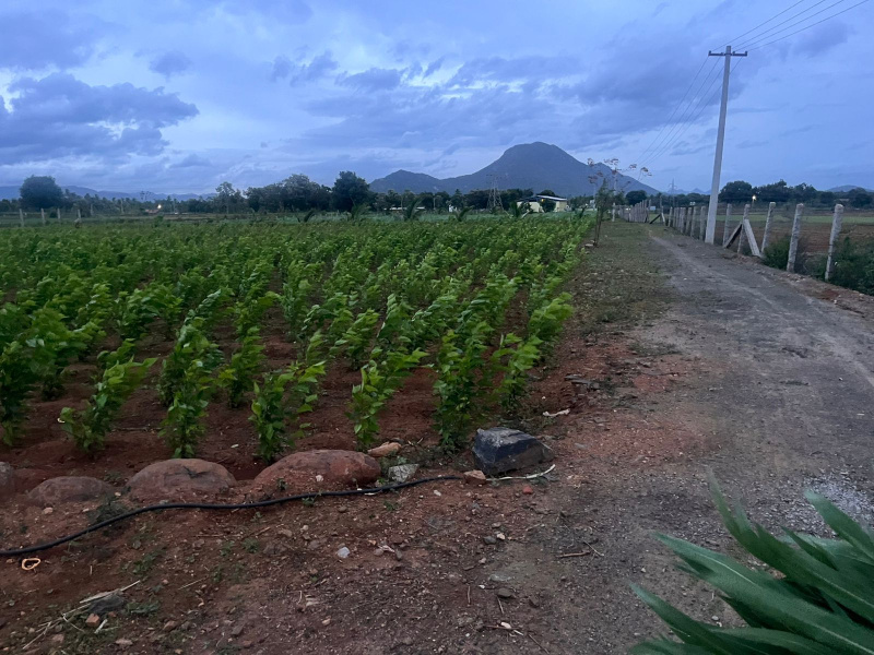  3 Acre Agricultural/Farm Land for Sale in Pennagaram, Dharmapuri