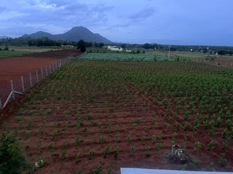  3 Acre Agricultural/Farm Land for Sale in Pennagaram, Dharmapuri