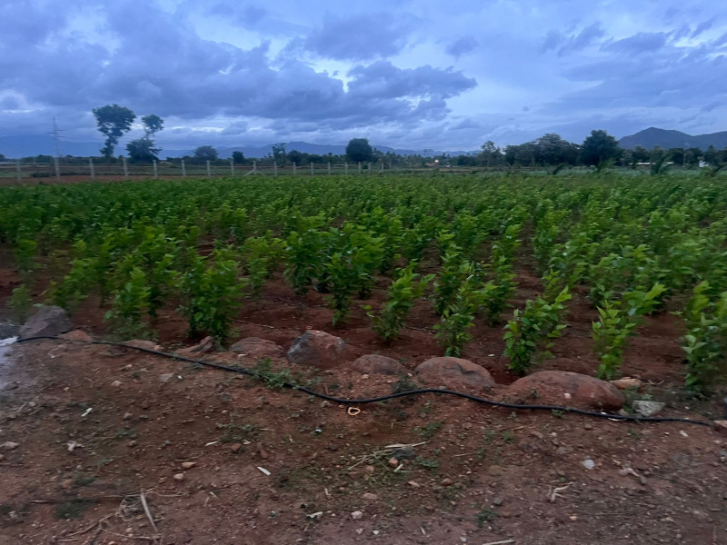  3 Acre Agricultural/Farm Land for Sale in Pennagaram, Dharmapuri