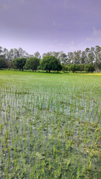  Agricultural Land for Sale in Tanda, Rampur