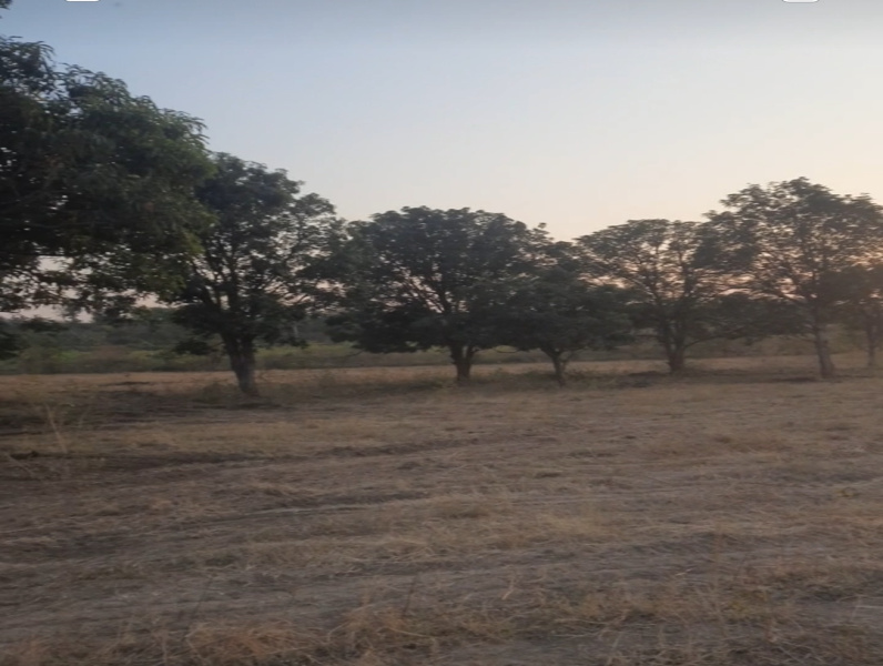  Agricultural Land 7 Acre for Sale in Warud, Amravati