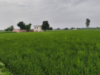  Agricultural Land for Sale in Ambehta, Saharanpur