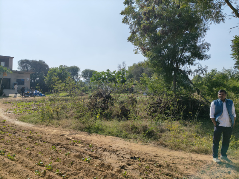  13 Bigha Agricultural/Farm Land for Sale in Shahpura, Jaipur