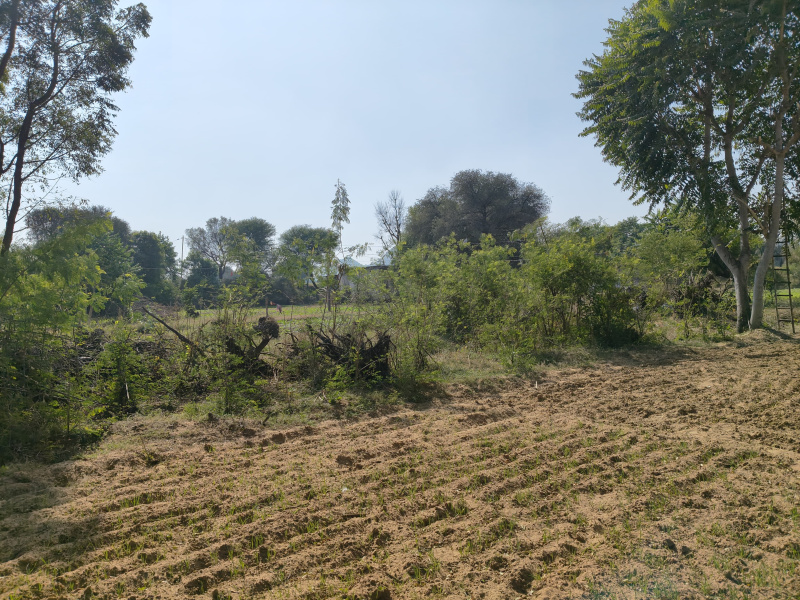  13 Bigha Agricultural/Farm Land for Sale in Shahpura, Jaipur
