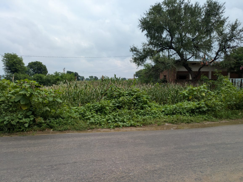  Agricultural Land 4 Bigha for Sale in Naugaon, Alwar