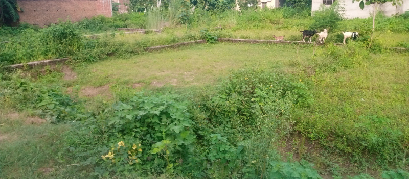  Residential Plot 6500 Sq.ft. for Sale in Motiram Adda, Gorakhpur