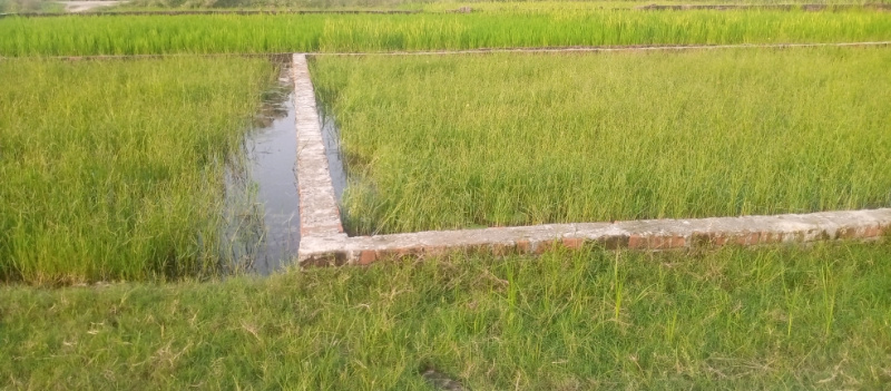  Residential Plot 1150 Sq.ft. for Sale in Karjaha, Gorakhpur