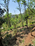 Commercial Land for Sale in Thookkupalam, Idukki