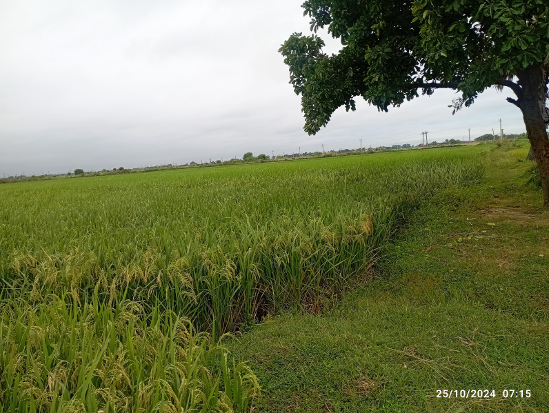  20 Dismil Commercial Land for Sale in Rajgir, Nalanda