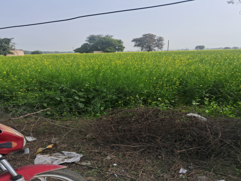  Residential Plot 9 Acre for Sale in Saraswati Vihar, Rewari