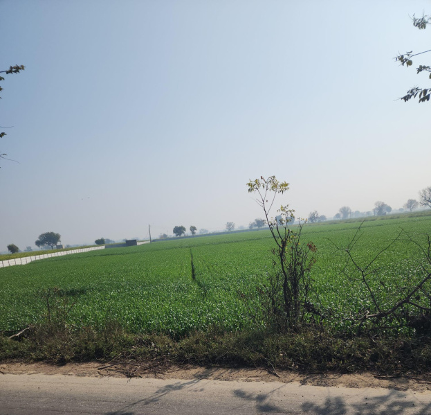  Commercial Land 1100 Sq. Yards for Sale in Bharawas, Rewari