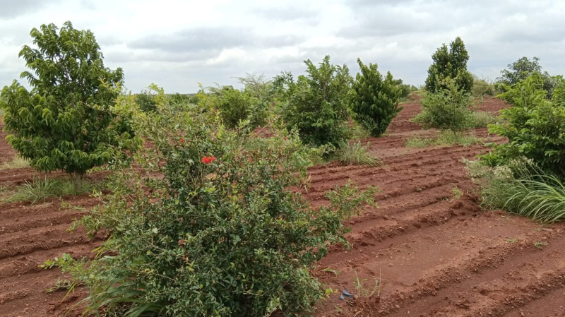  7 Acre Residential Plot for Sale in Shamirpet, Hyderabad