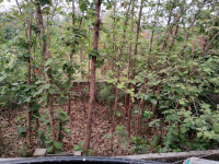  Residential Plot for Sale in Shivpur, Varanasi