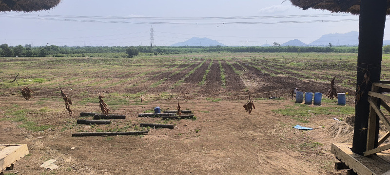  Agricultural Land 25 Cent for Sale in Narasaraopet, Guntur