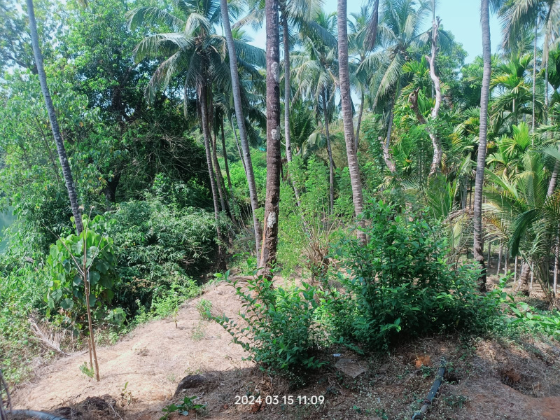  Agricultural Land 1000 Sq. Yards for Sale in North Goa