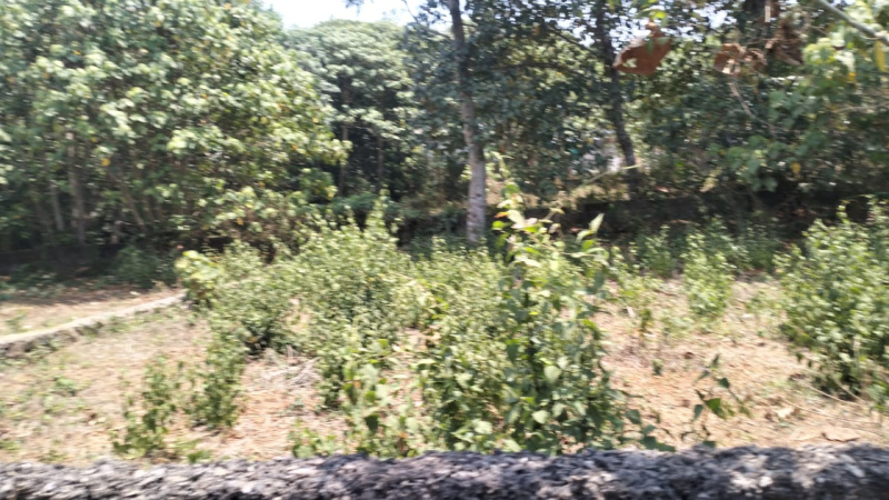  Residential Plot 6 Cent for Sale in Thrippunithura, Ernakulam