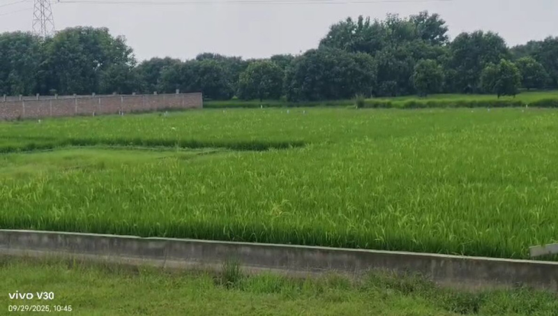  19 Katha Commercial Land for Sale in Aliganj, Bhagalpur
