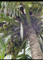  Agricultural Land for Sale in Manur, Tirunelveli