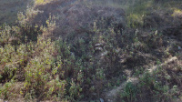  Commercial Land for Rent in Lansdowne, Pauri Garhwal