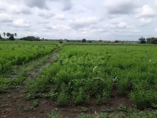  Agricultural Land 5 Acre for Sale in Ashti, Beed