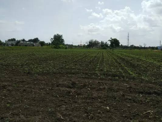  Agricultural Land 5 Acre for Sale in Ashti, Beed