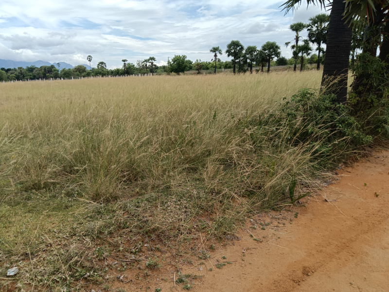  Agricultural Land 1 Ares for Sale in Ambasamudram, Tirunelveli