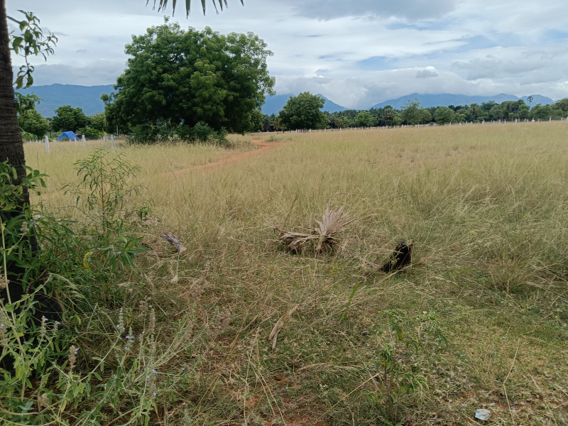  Agricultural Land 1 Ares for Sale in Ambasamudram, Tirunelveli
