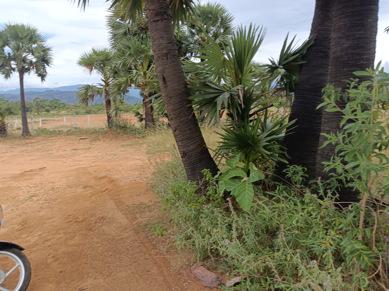  Agricultural Land 1 Ares for Sale in Ambasamudram, Tirunelveli