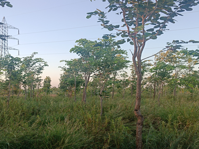  Agricultural Land 22 Sq.ft. for Sale in Moolakaraipatti, Tirunelveli