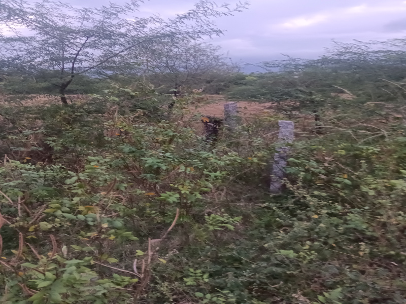  Residential Plot 20 Cent for Sale in Ambasamudram, Tirunelveli