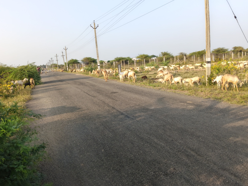  3 Cent Residential Plot for Sale in Pattamadai, Tirunelveli