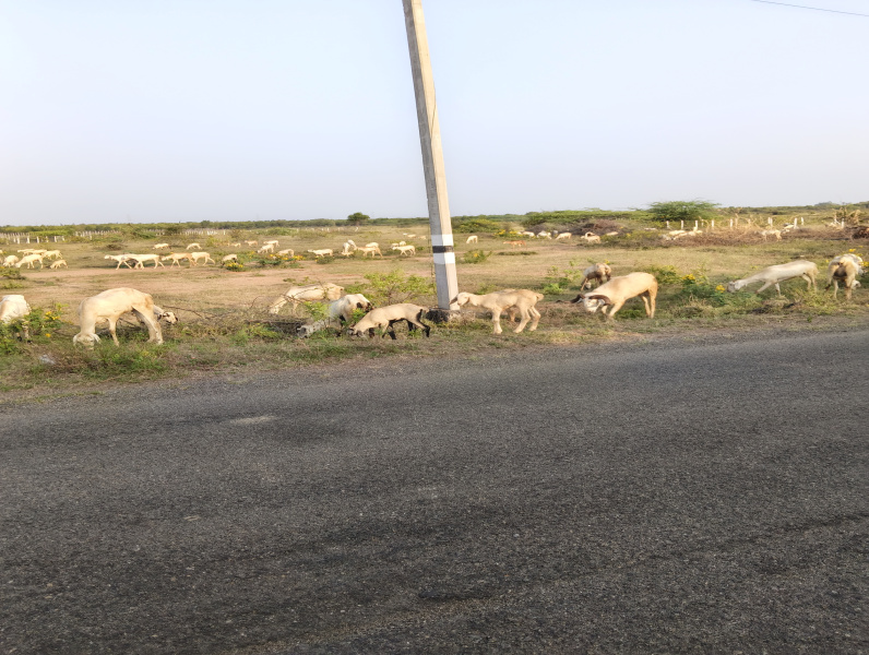  3 Cent Residential Plot for Sale in Pattamadai, Tirunelveli