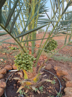  Agricultural Land for Sale in Narayankhed, Sangareddy