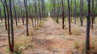  Agricultural Land for Sale in Gulzarpet, Anantapur