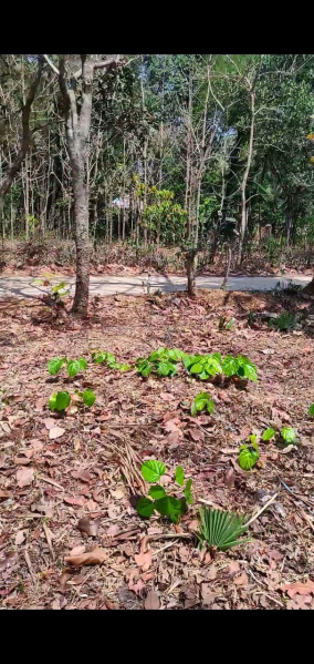  Residential Plot 10 Cent for Sale in Mundur, Palakkad