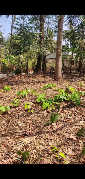  Residential Plot 10 Cent for Sale in Mundur, Palakkad