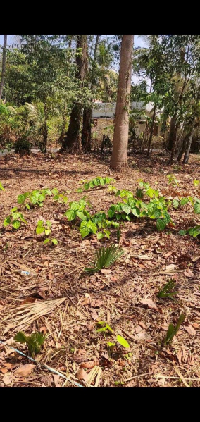  Residential Plot 10 Cent for Sale in Mundur, Palakkad