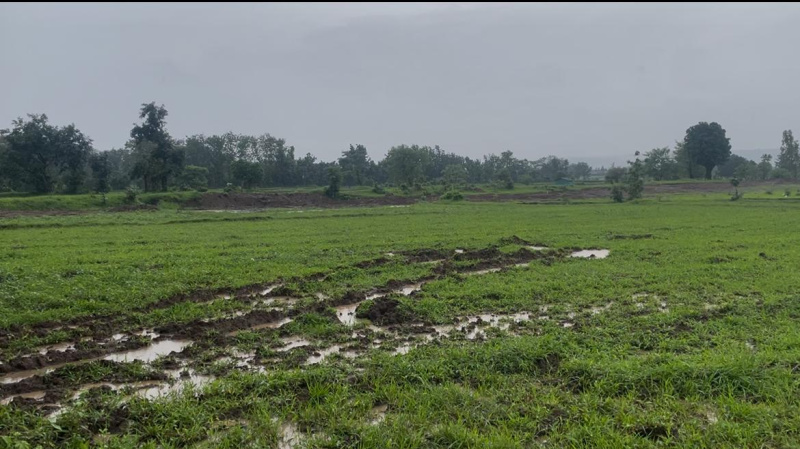 Industrial Land 150 Bigha for Sale in Bardoli, Surat