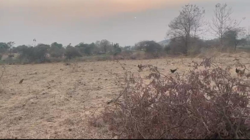  Agricultural Land 5 Bigha for Sale in Songadh, Tapi