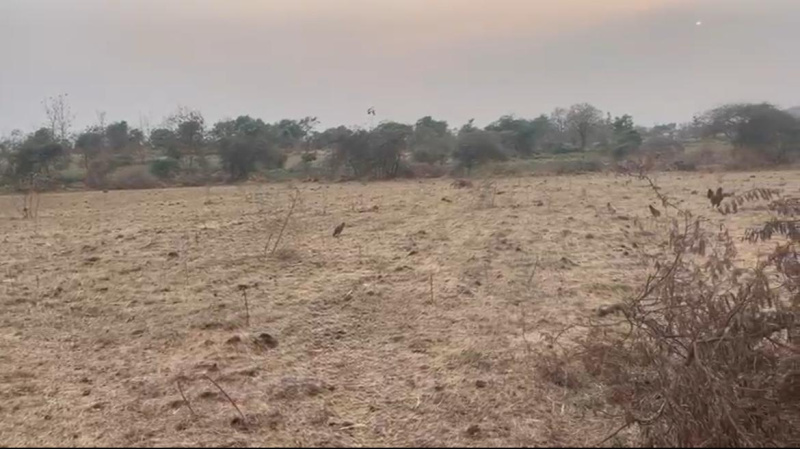  Agricultural Land 5 Bigha for Sale in Songadh, Tapi