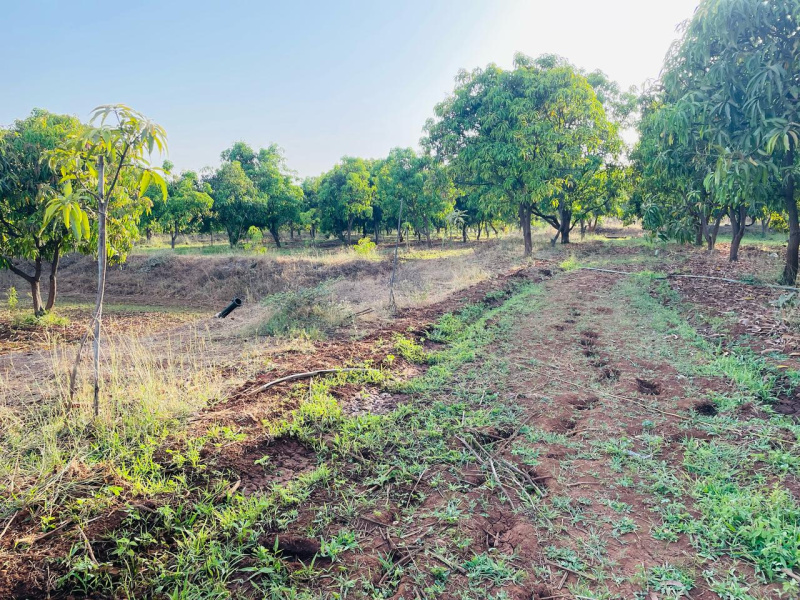  Agricultural Land 13 Bigha for Sale in Vyara, Tapi