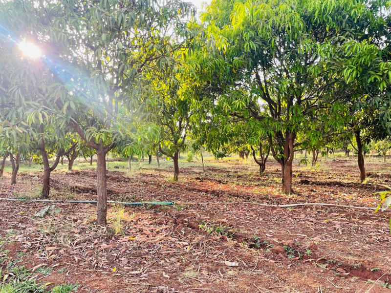  Agricultural Land 13 Bigha for Sale in Vyara, Tapi