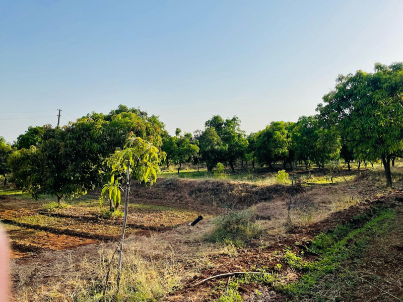  Agricultural Land 13 Bigha for Sale in Vyara, Tapi