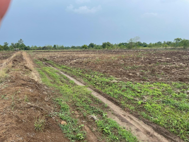  Agricultural Land 9 Bigha for Sale in Bardoli, Surat