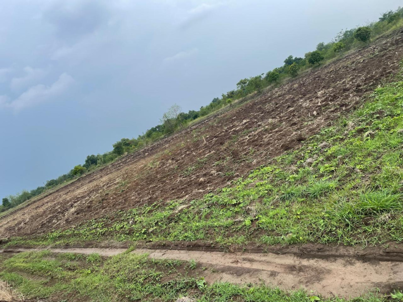  Agricultural Land 9 Bigha for Sale in Bardoli, Surat