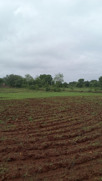  Agricultural Land 6 Bigha for Sale in Songadh, Tapi