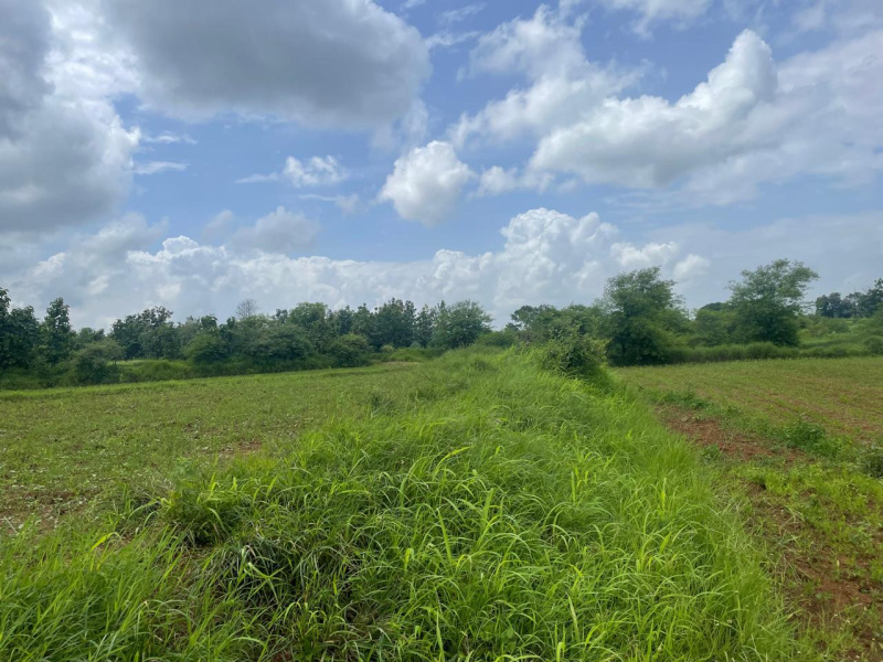  Agricultural Land 4 Bigha for Sale in Songadh, Tapi